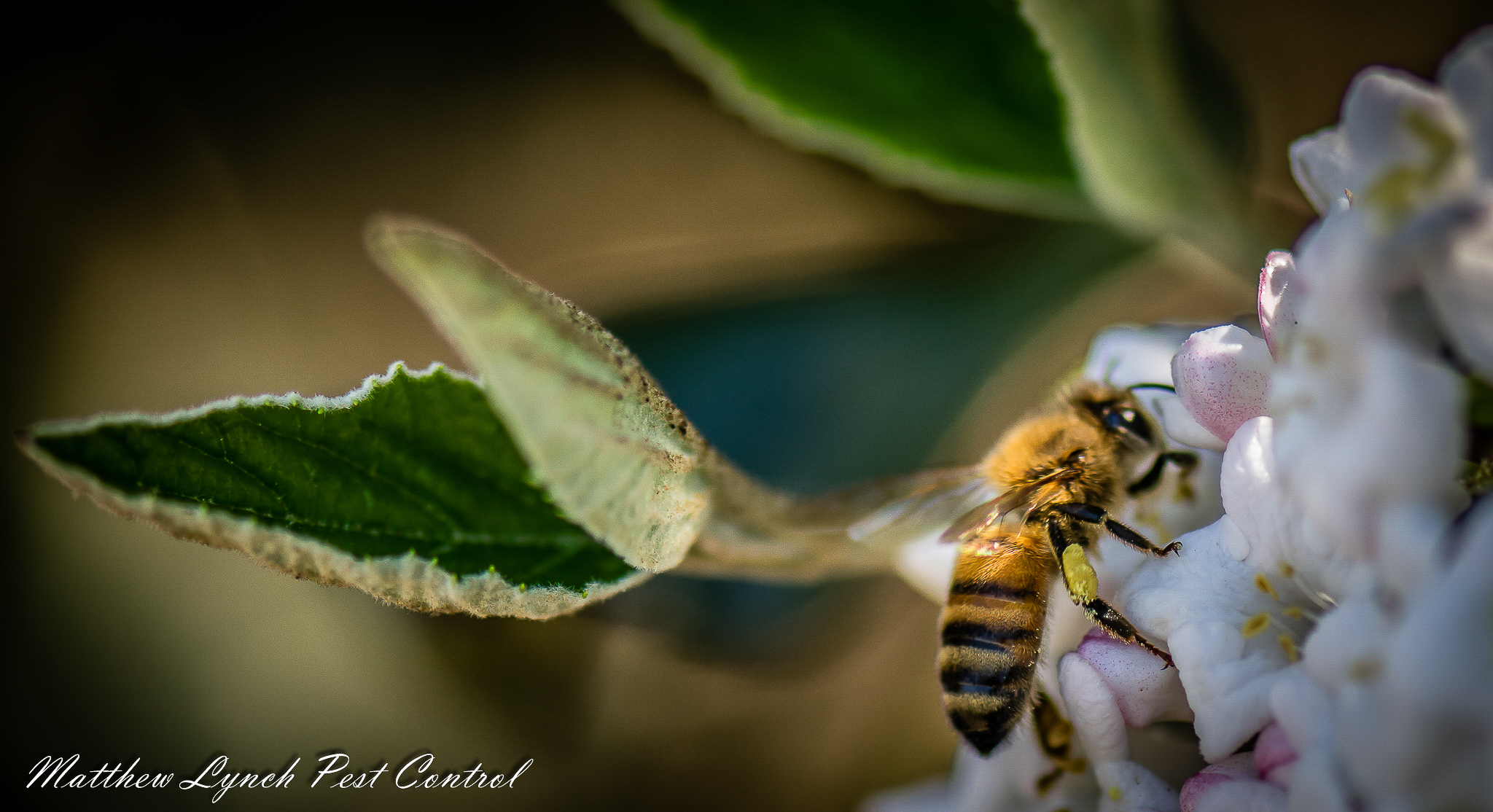 Bee control Penrith