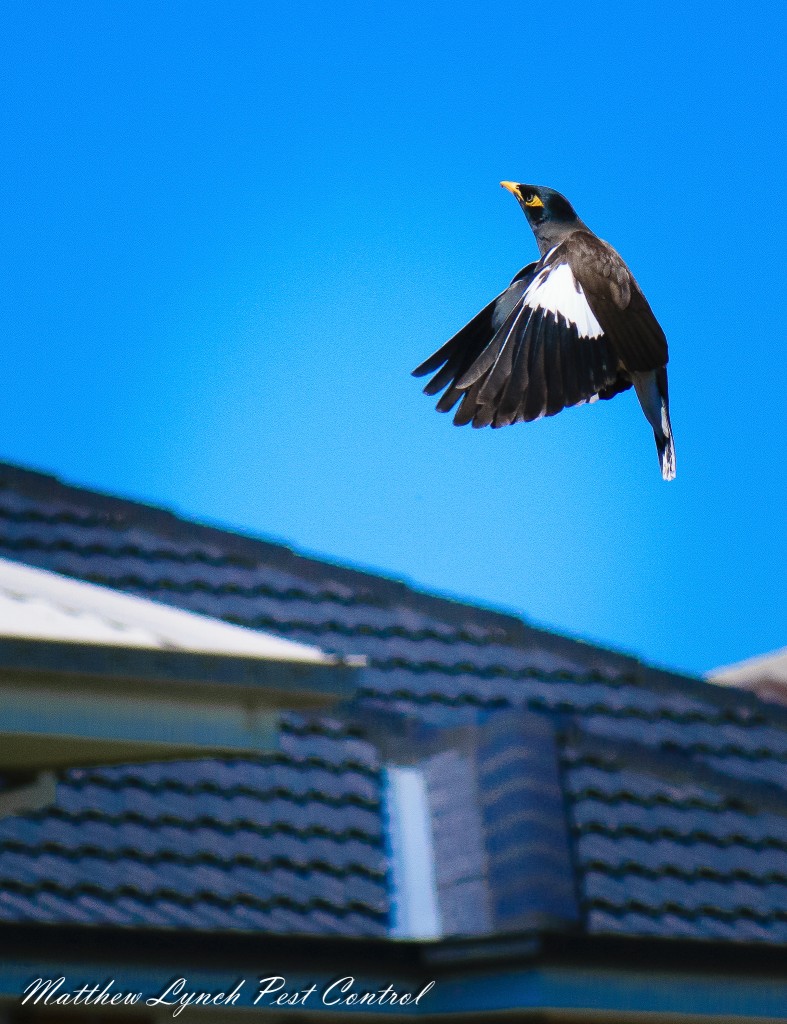 Birds Matthew Lynch Pest Control