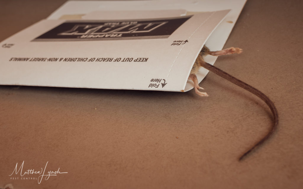 Mice Control Penrith Matthew Lynch Pest Control Pest Control Penrith